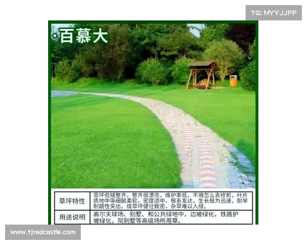 提升草坪质量的关键因素及养护技巧解析